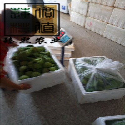 新鲜莲蓬莲子 基地直接发货 原产地供货 欢迎批发商